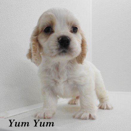 puppy, for, sale, Cocker Spaniel, Joe & Cherri  Overlease, dog, breeder, Miller, MO, dog-breeder, puppy-for-sale, forsale, nearby, find, puppyfind, locator, puppylocator, aca